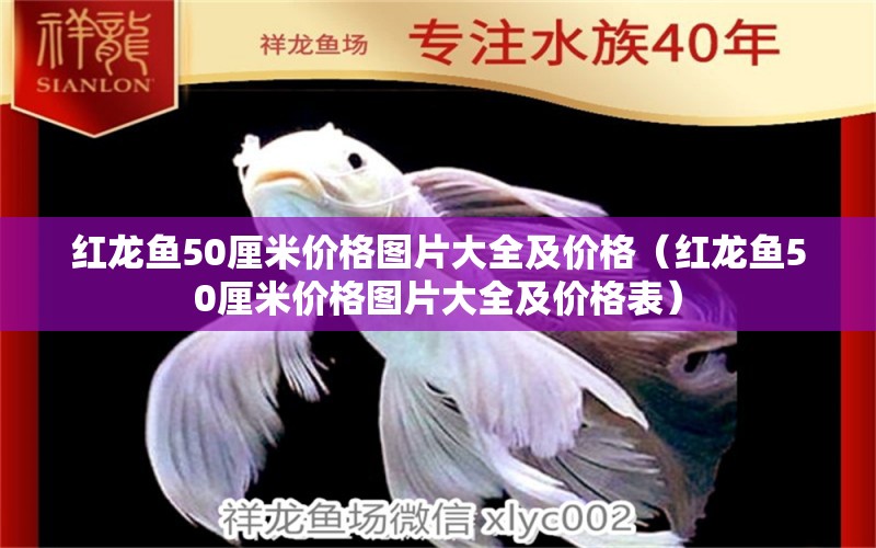 紅龍魚50厘米價格圖片大全及價格（紅龍魚50厘米價格圖片大全及價格表） 印尼紅龍魚