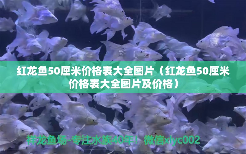 紅龍魚50厘米價格表大全圖片（紅龍魚50厘米價格表大全圖片及價格）