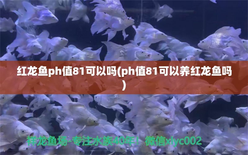 紅龍魚ph值81可以嗎(ph值81可以養(yǎng)紅龍魚嗎) 眼斑魚