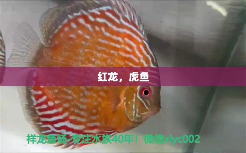 紅龍，虎魚(yú) 觀賞魚(yú)論壇 第2張