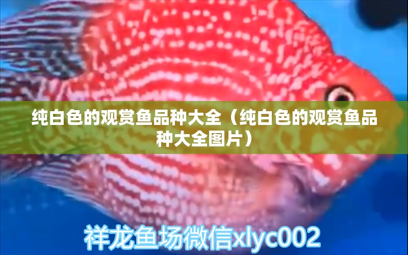 純白色的觀賞魚品種大全（純白色的觀賞魚品種大全圖片）