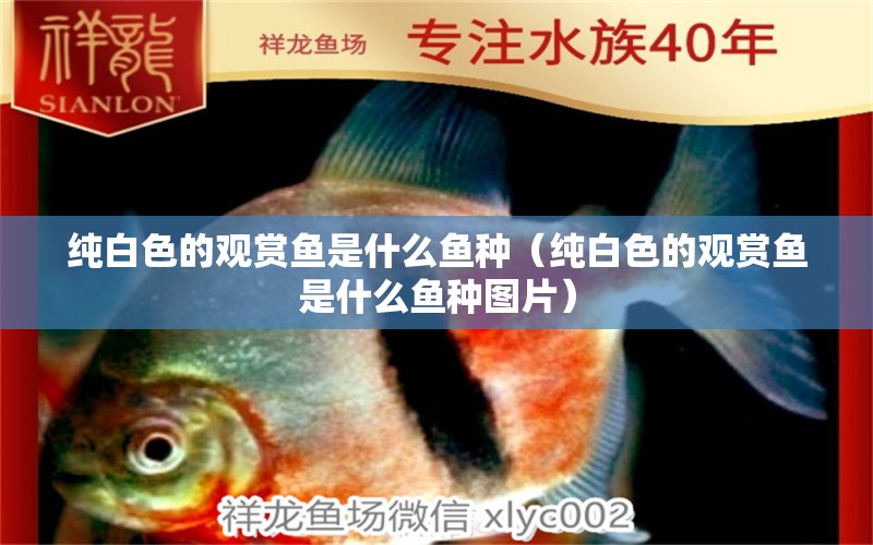 純白色的觀賞魚是什么魚種（純白色的觀賞魚是什么魚種圖片）