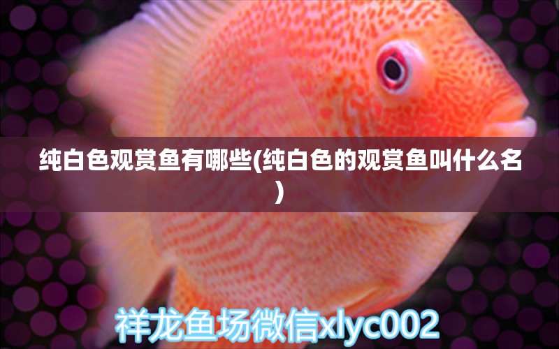 純白色觀賞魚有哪些(純白色的觀賞魚叫什么名) 藍(lán)帆三間魚