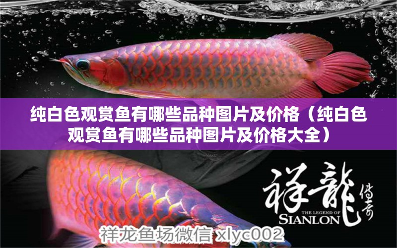 純白色觀賞魚有哪些品種圖片及價(jià)格（純白色觀賞魚有哪些品種圖片及價(jià)格大全）