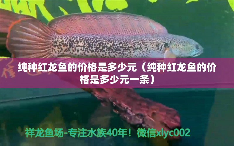 純種紅龍魚的價格是多少元（純種紅龍魚的價格是多少元一條）