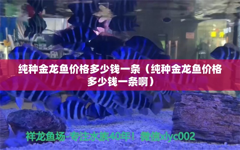 純種金龍魚價格多少錢一條（純種金龍魚價格多少錢一條?。? title=