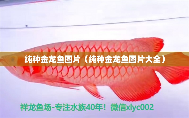 純種金龍魚圖片（純種金龍魚圖片大全）