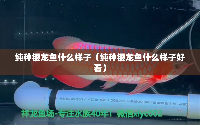 純種銀龍魚什么樣子（純種銀龍魚什么樣子好看） 銀龍魚