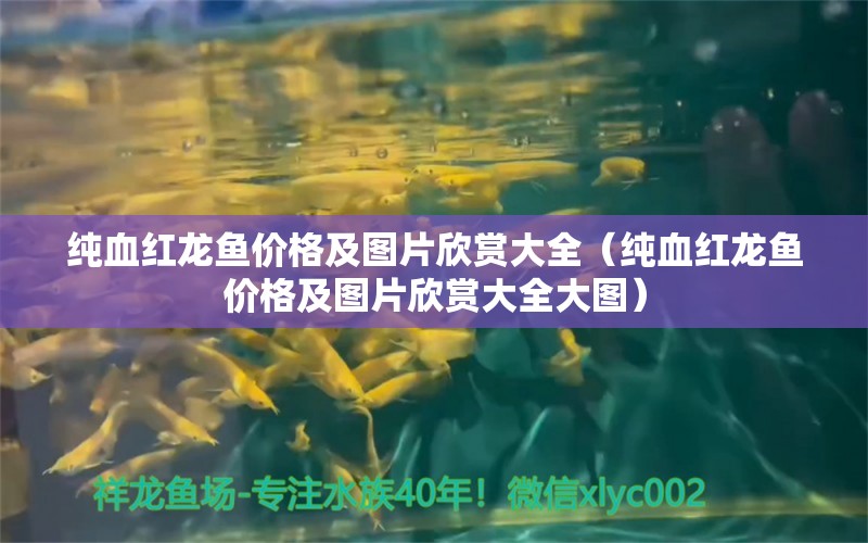 純血紅龍魚價格及圖片欣賞大全（純血紅龍魚價格及圖片欣賞大全大圖） 巨骨舌魚