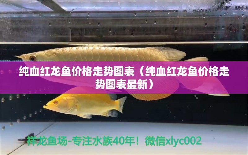 純血紅龍魚價(jià)格走勢(shì)圖表（純血紅龍魚價(jià)格走勢(shì)圖表最新）