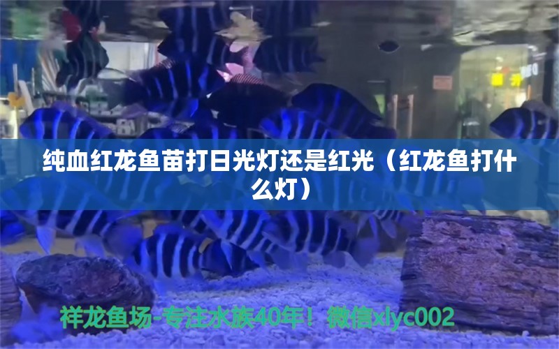 純血紅龍魚苗打日光燈還是紅光（紅龍魚打什么燈）