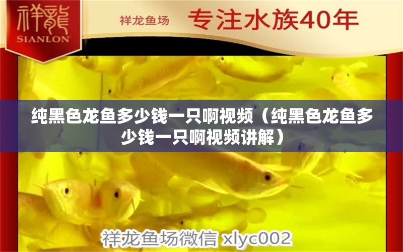 純黑色龍魚(yú)多少錢一只啊視頻（純黑色龍魚(yú)多少錢一只啊視頻講解） 充氧泵