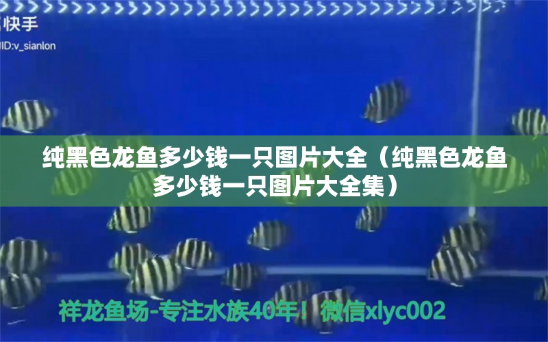 純黑色龍魚多少錢一只圖片大全（純黑色龍魚多少錢一只圖片大全集）