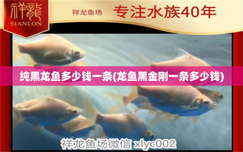 純黑龍魚多少錢一條(龍魚黑金剛一條多少錢) 水族雜談