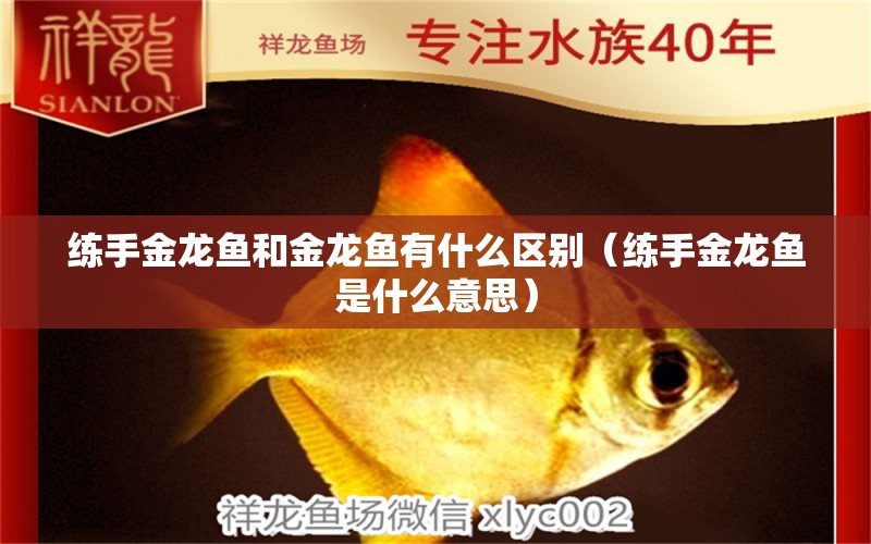 練手金龍魚和金龍魚有什么區(qū)別（練手金龍魚是什么意思）