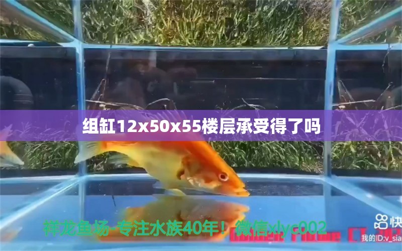 組缸12x50x55樓層承受得了嗎 申古三間魚