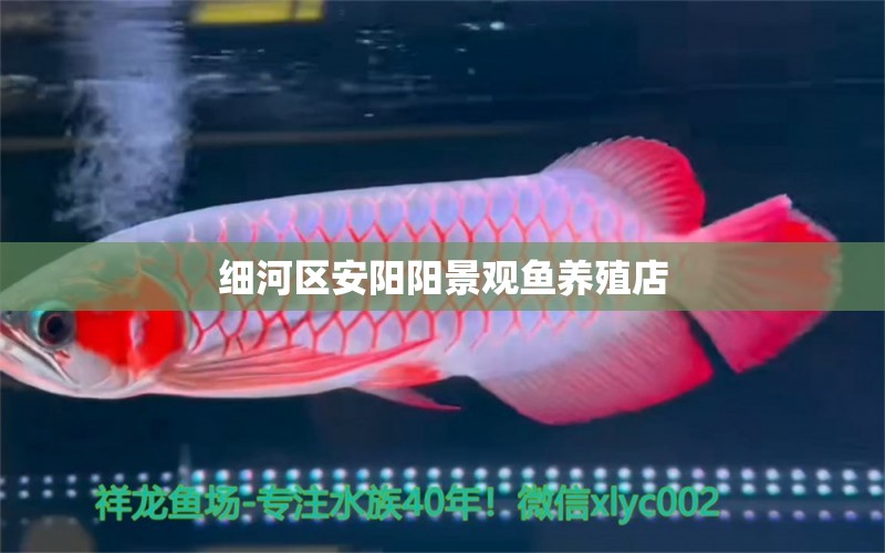 細河區(qū)安陽陽景觀魚養(yǎng)殖店 全國水族館企業(yè)名錄