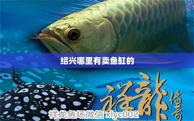 紹興哪里有賣魚缸的