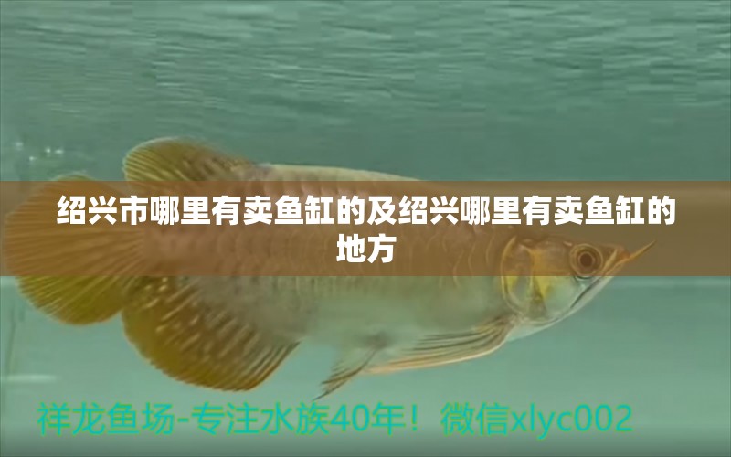 紹興市哪里有賣魚缸的及紹興哪里有賣魚缸的地方 賽級紅龍魚