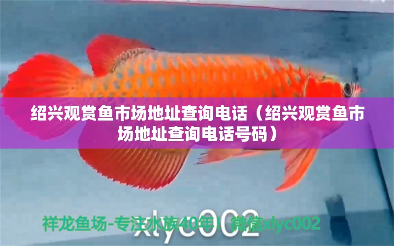 紹興觀賞魚(yú)市場(chǎng)地址查詢電話（紹興觀賞魚(yú)市場(chǎng)地址查詢電話號(hào)碼） 觀賞魚(yú)市場(chǎng)（混養(yǎng)魚(yú)）