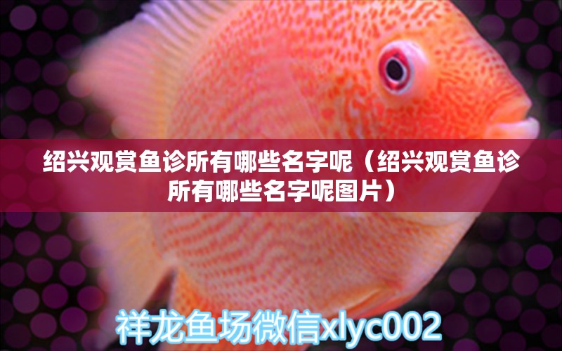 紹興觀賞魚診所有哪些名字呢（紹興觀賞魚診所有哪些名字呢圖片）