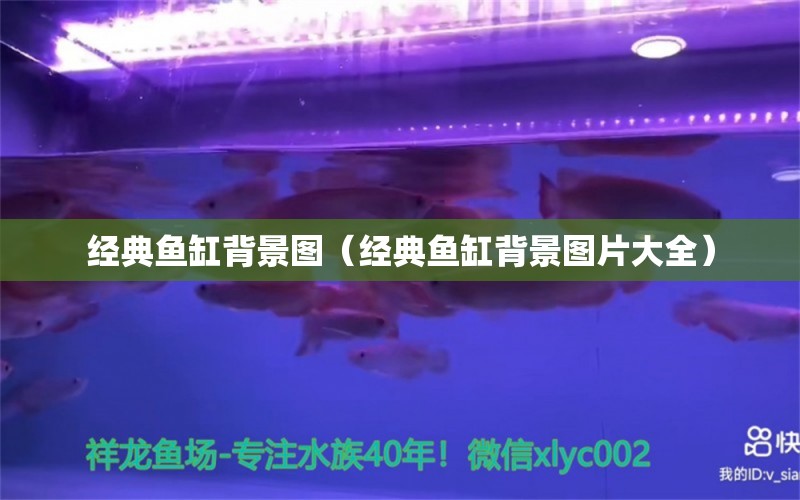 經(jīng)典魚缸背景圖（經(jīng)典魚缸背景圖片大全）