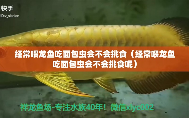 經(jīng)常喂龍魚吃面包蟲會(huì)不會(huì)挑食（經(jīng)常喂龍魚吃面包蟲會(huì)不會(huì)挑食呢）