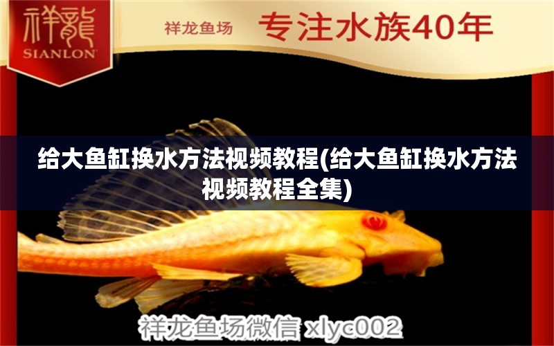 給大魚缸換水方法視頻教程(給大魚缸換水方法視頻教程全集) 圣菲埃及魚