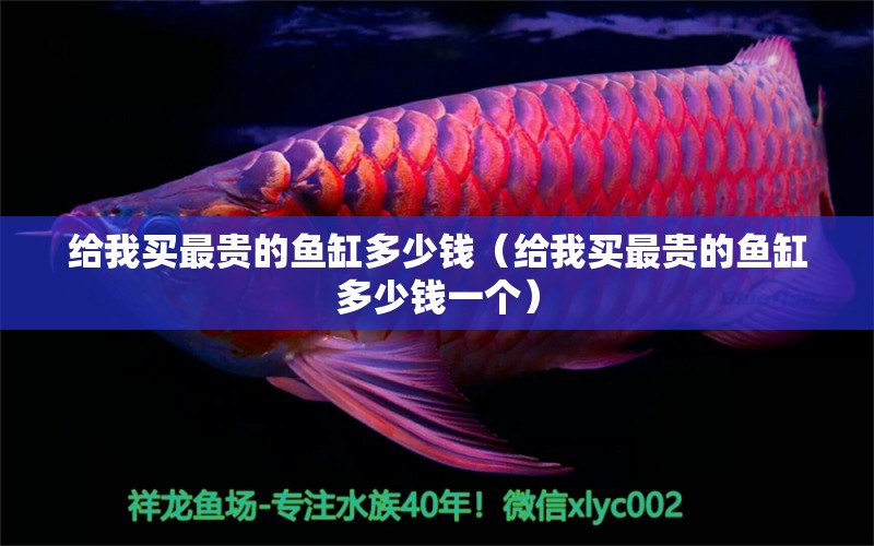 給我買最貴的魚缸多少錢（給我買最貴的魚缸多少錢一個）