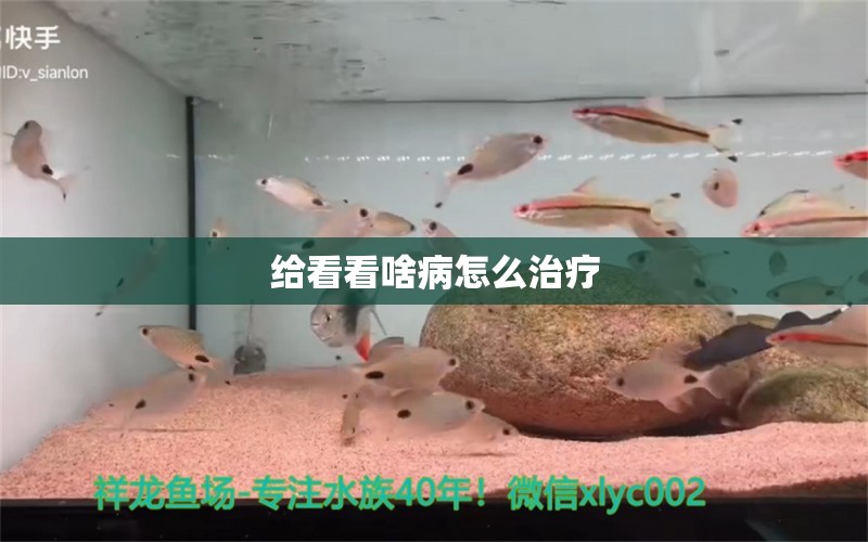 給看看啥病怎么治療 龍魚疾病與治療 第5張