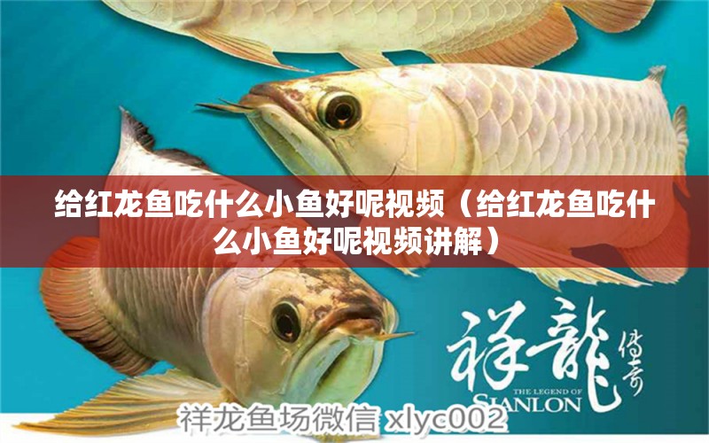 給紅龍魚吃什么小魚好呢視頻（給紅龍魚吃什么小魚好呢視頻講解）