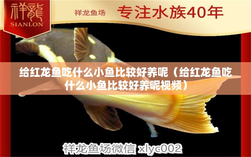 給紅龍魚吃什么小魚比較好養(yǎng)呢（給紅龍魚吃什么小魚比較好養(yǎng)呢視頻）