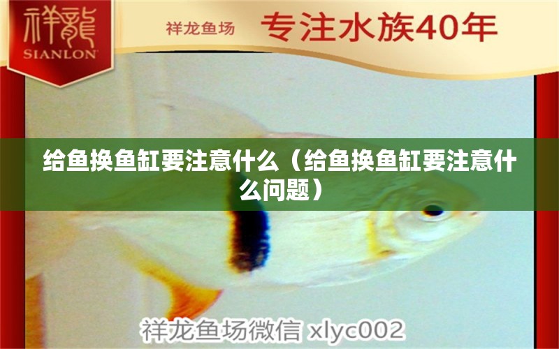 給魚換魚缸要注意什么（給魚換魚缸要注意什么問題）