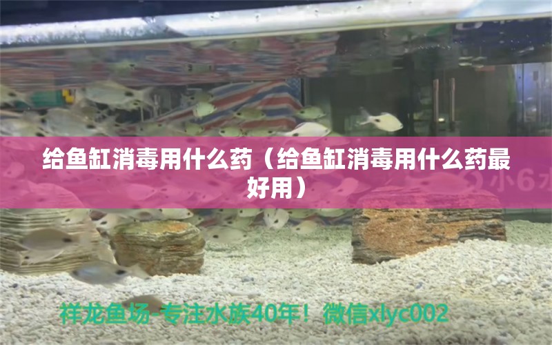 給魚缸消毒用什么藥（給魚缸消毒用什么藥最好用） 錦鯉飼料