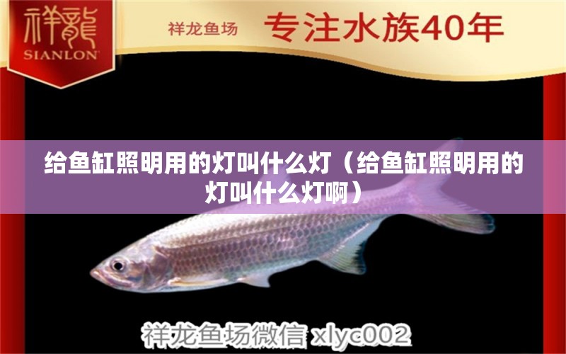 給魚缸照明用的燈叫什么燈（給魚缸照明用的燈叫什么燈?。? title=