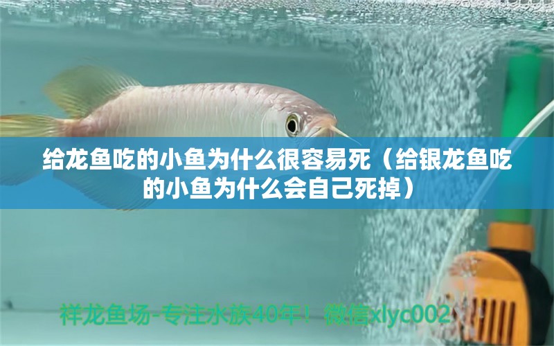 給龍魚吃的小魚為什么很容易死（給銀龍魚吃的小魚為什么會自己死掉） 銀龍魚