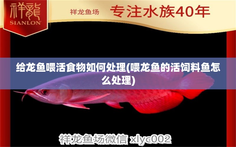 給龍魚喂活食物如何處理(喂龍魚的活飼料魚怎么處理) 觀賞魚