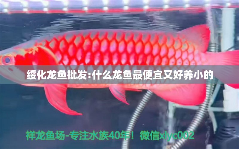 綏化龍魚批發(fā):什么龍魚最便宜又好養(yǎng)小的