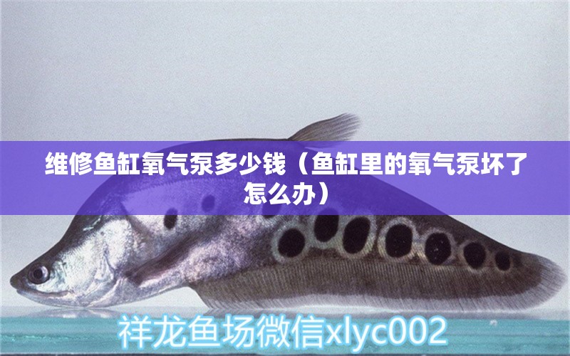 維修魚缸氧氣泵多少錢（魚缸里的氧氣泵壞了怎么辦） 紅眼黃化幽靈火箭魚|皇家火箭魚