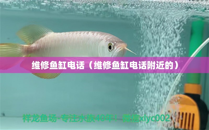 維修魚缸電話（維修魚缸電話附近的） 斑馬狗頭魚