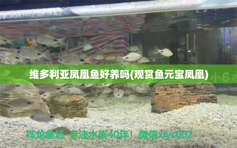 維多利亞鳳凰魚好養(yǎng)嗎(觀賞魚元寶鳳凰) 進口元寶鳳凰魚