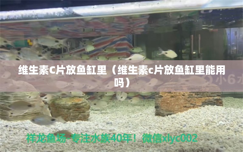 維生素C片放魚缸里（維生素c片放魚缸里能用嗎） 白化火箭魚