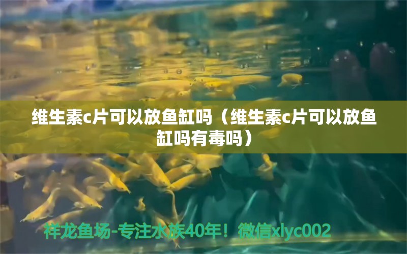 維生素c片可以放魚缸嗎（維生素c片可以放魚缸嗎有毒嗎）