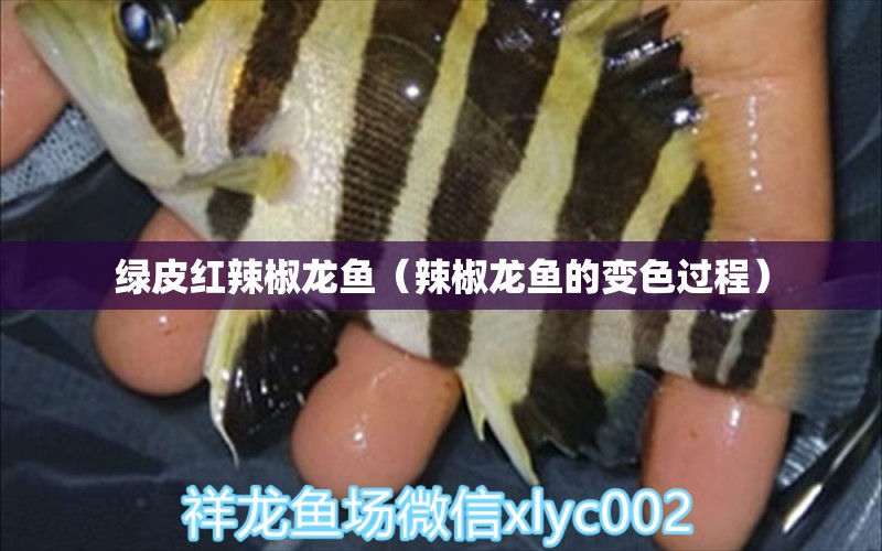 綠皮紅辣椒龍魚（辣椒龍魚的變色過程） 廣州觀賞魚批發(fā)市場