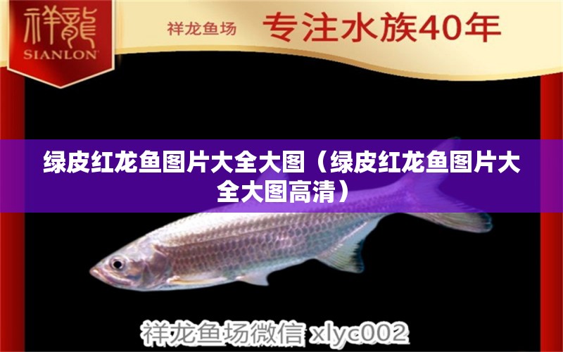 綠皮紅龍魚(yú)圖片大全大圖（綠皮紅龍魚(yú)圖片大全大圖高清） 廣州龍魚(yú)批發(fā)市場(chǎng)