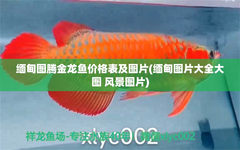 緬甸圖騰金龍魚價格表及圖片(緬甸圖片大全大圖 風(fēng)景圖片) 圖騰金龍魚