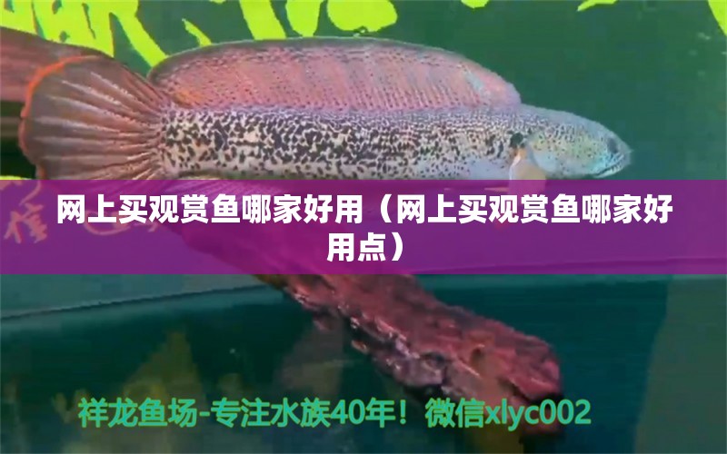 網(wǎng)上買(mǎi)觀(guān)賞魚(yú)哪家好用（網(wǎng)上買(mǎi)觀(guān)賞魚(yú)哪家好用點(diǎn)） 網(wǎng)上購(gòu)買(mǎi)觀(guān)賞魚(yú)