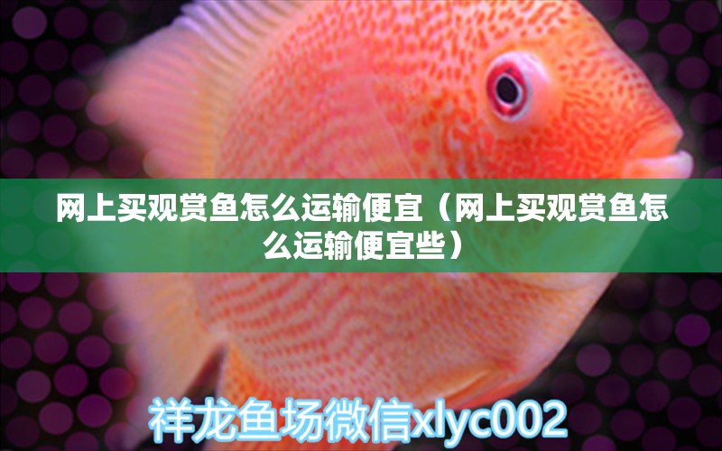 網(wǎng)上買觀賞魚怎么運(yùn)輸便宜（網(wǎng)上買觀賞魚怎么運(yùn)輸便宜些） 網(wǎng)上購買觀賞魚