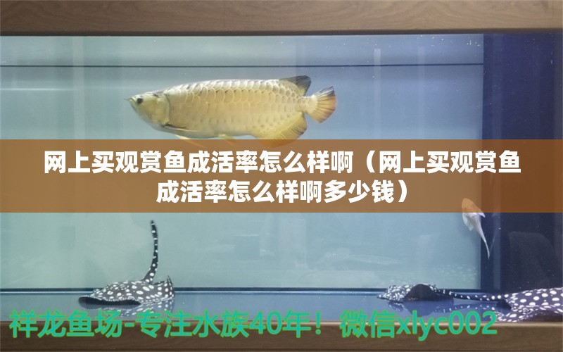 網(wǎng)上買觀賞魚成活率怎么樣啊（網(wǎng)上買觀賞魚成活率怎么樣啊多少錢） 網(wǎng)上購買觀賞魚