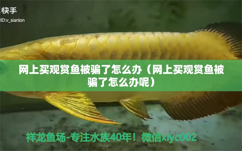 網(wǎng)上買觀賞魚被騙了怎么辦（網(wǎng)上買觀賞魚被騙了怎么辦呢）